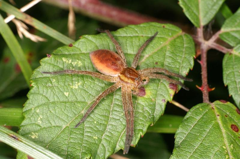 Dolomedes_fimbriatus_D8311_Z_90_Les Gris_Frankrijk.jpg